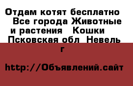 Отдам котят бесплатно  - Все города Животные и растения » Кошки   . Псковская обл.,Невель г.